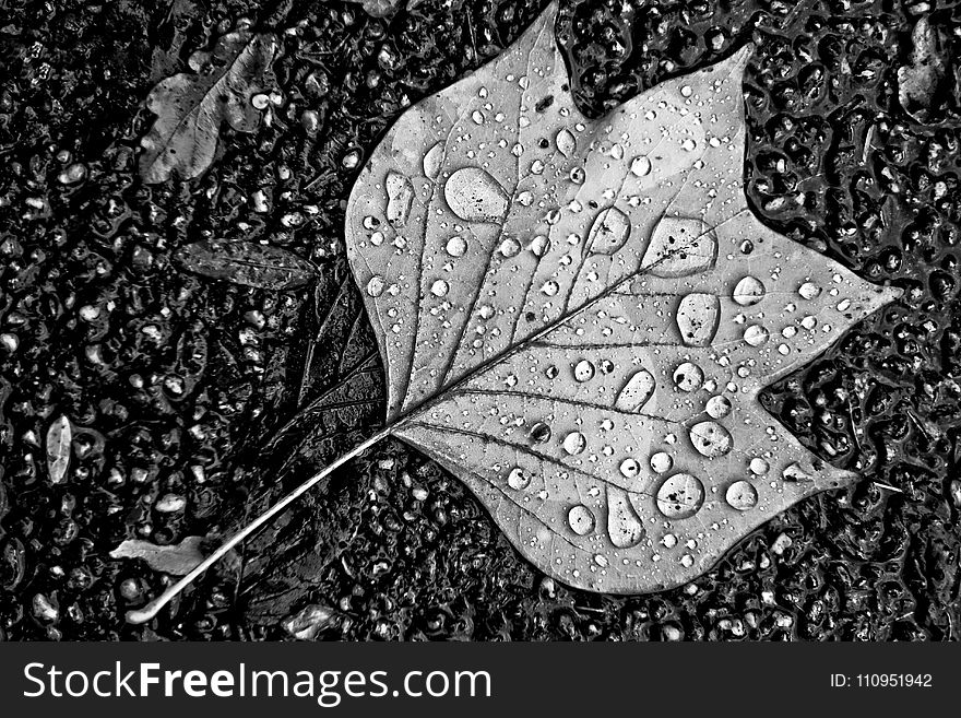 Leaf, Water, Black And White, Monochrome Photography