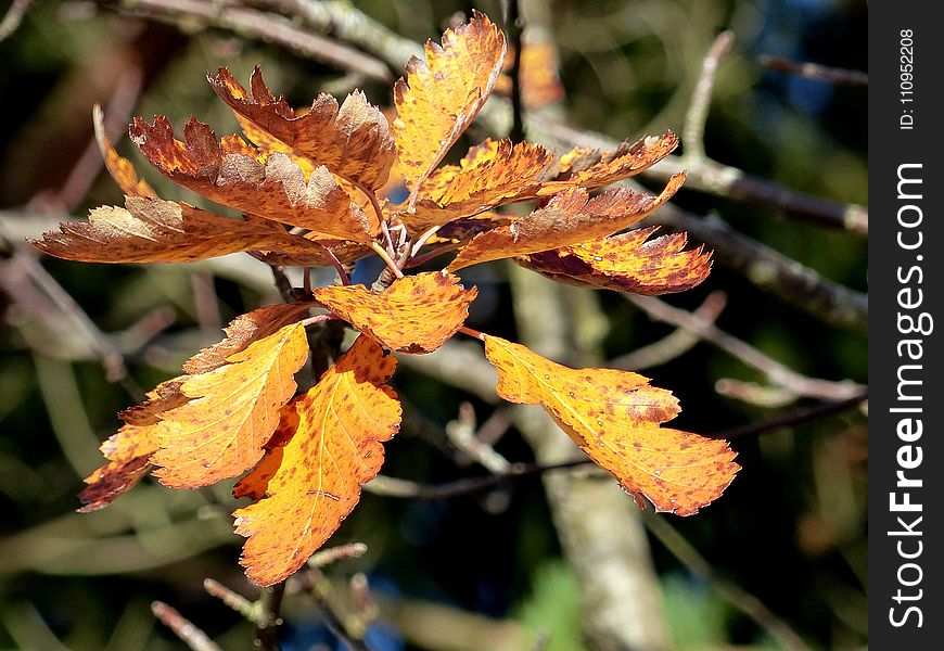 Leaf, Flora, Autumn, Plant