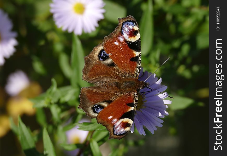 Butterfly, Moths And Butterflies, Insect, Brush Footed Butterfly