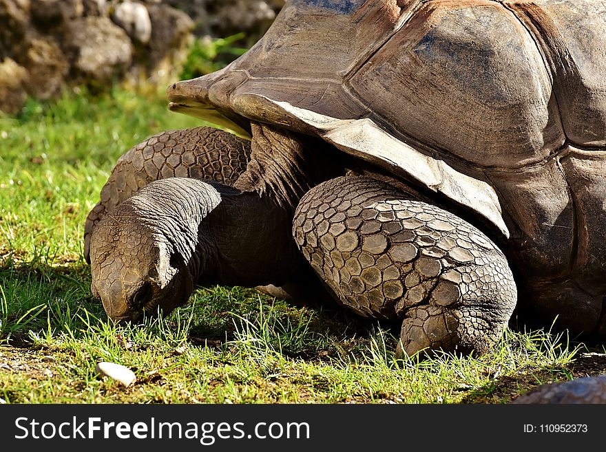 Tortoise, Terrestrial Animal, Turtle, Fauna