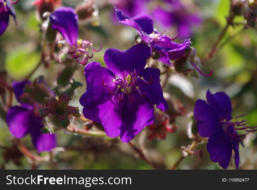 Flower, Purple, Plant, Flowering Plant