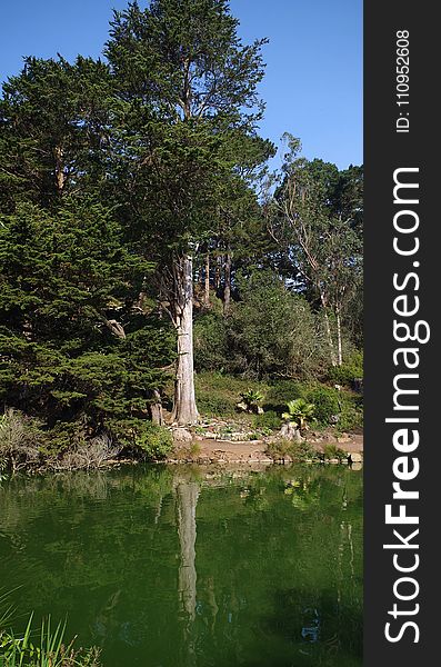 Tree, Reflection, Nature, Water