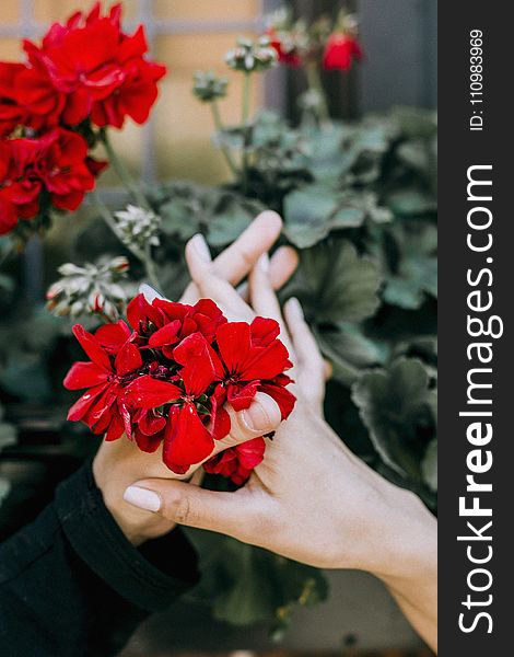 Red Petaled Flower in Between Two Person Hands