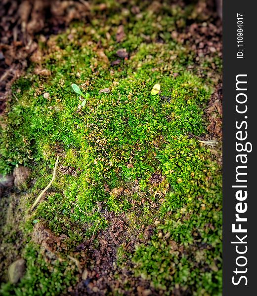 Shallow Focus Photo Of Green Moss