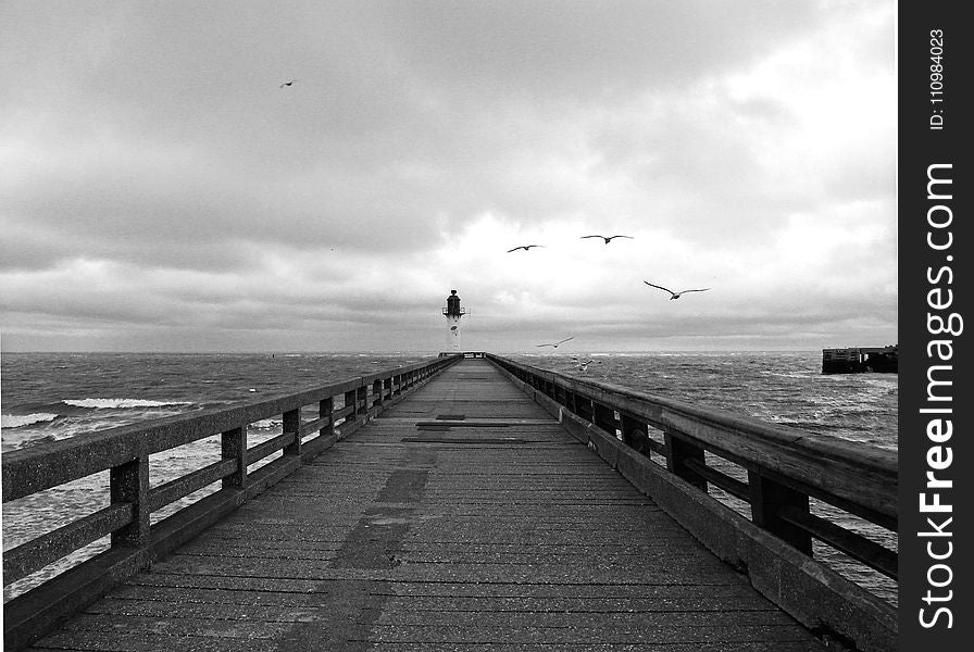 Greyscale Photography of Birds Flying Above Dockway