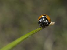 Lady Bug On A Grass Leaf Stock Image