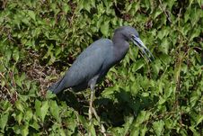 Little Blue Heron Royalty Free Stock Image Little Blue Heron Royalty Free Stock Image