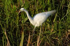 Great Egret Royalty Free Stock Photography Great Egret Royalty Free Stock Photography