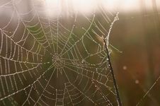 Cobwebs At Dawn Royalty Free Stock Photo
