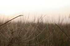 Cobwebs At Dawn Royalty Free Stock Photos