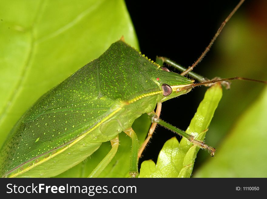 Bug on leaves, Venezuela, Henri Pittier National Park