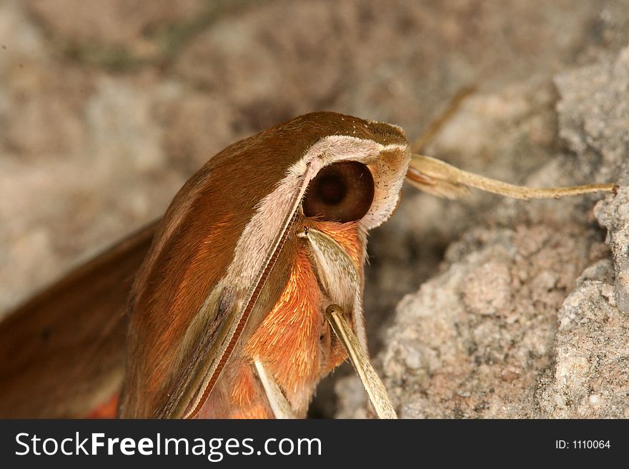 Hawk moth's portrait, Venezuela, Henri Pittier National Park. Hawk moth's portrait, Venezuela, Henri Pittier National Park