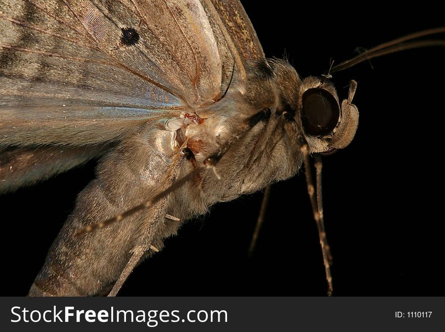 Moth, Venezuela, Henri Pittier National Park. Moth, Venezuela, Henri Pittier National Park
