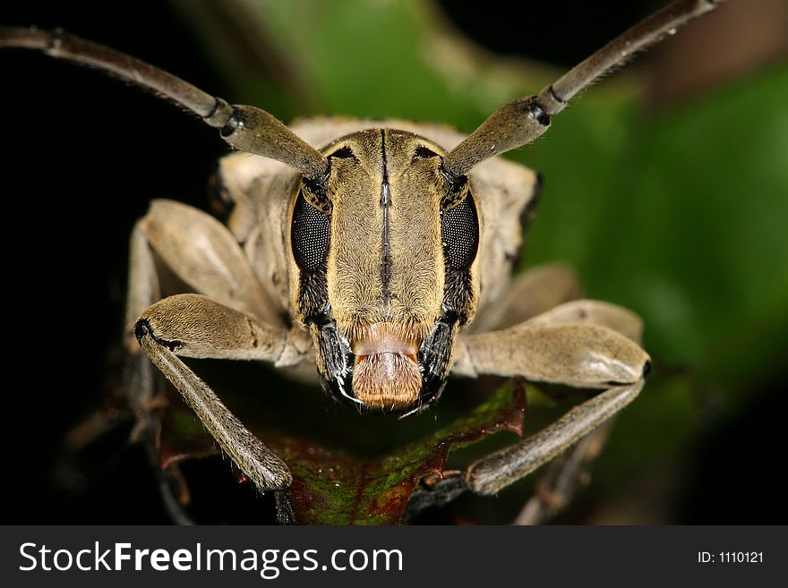 Longhorned beetle's porttrait, Venezuela, Henri Pittier National Park