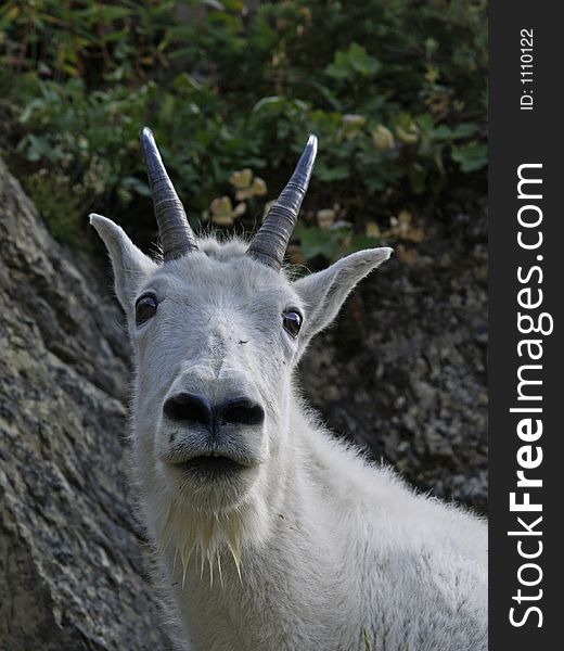 This picture of the mountain goat up close and personal was taken in Glacier National Park on a recent hike. This picture of the mountain goat up close and personal was taken in Glacier National Park on a recent hike.