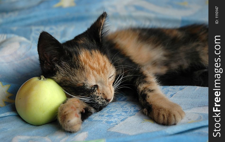 Sleeping kitten and green apple