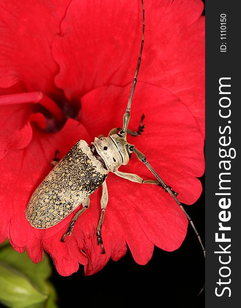 Longhorned beetle on a red flower, Venezuela, Henri Pittier National Park