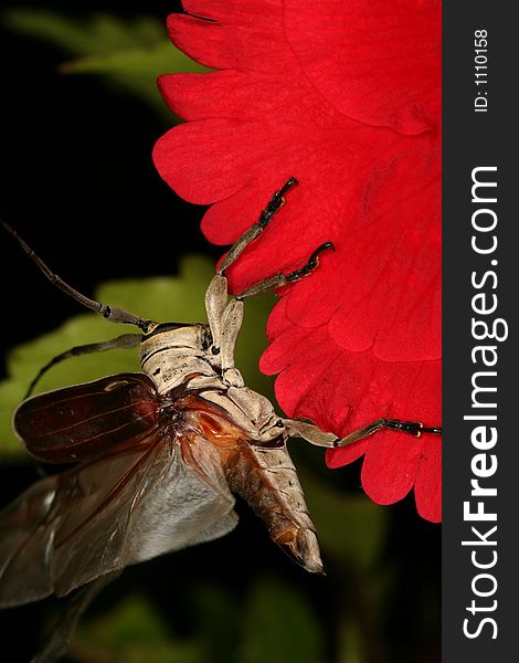 Longhorned beetle ready to fly, Venezuela, Henri Pittier National Park