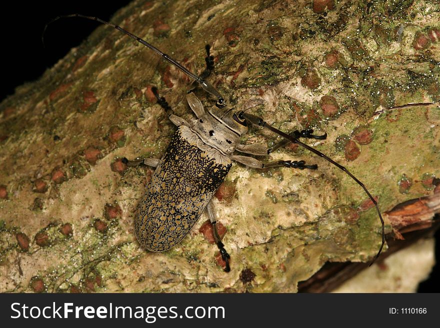 Longhorned beetle on a branch, Venezuela, Henri Pittier National Park