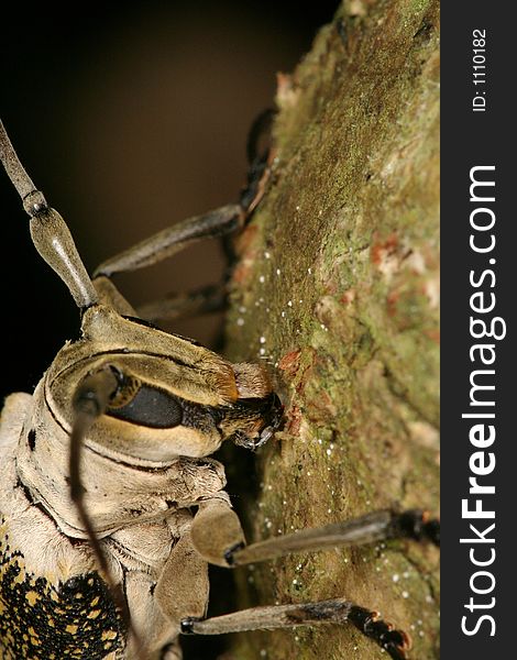 Longhorned beetle's portrait, Venezuela, Henri Pittier National Park