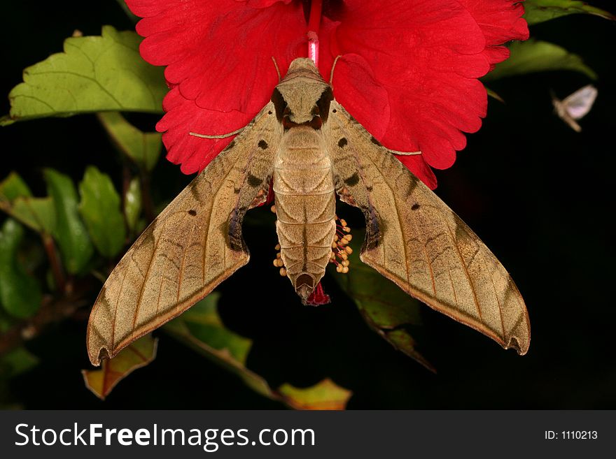 Hawk moth on a red flower, Venezuela, Henri Pittier National Park. Hawk moth on a red flower, Venezuela, Henri Pittier National Park