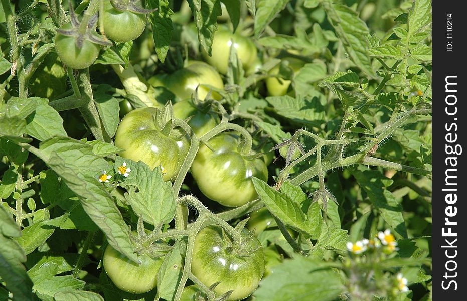 Green tomatos