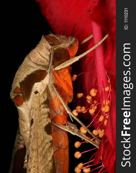 Hawk moth's portrait, Venezuela, Henri Pittier National Park