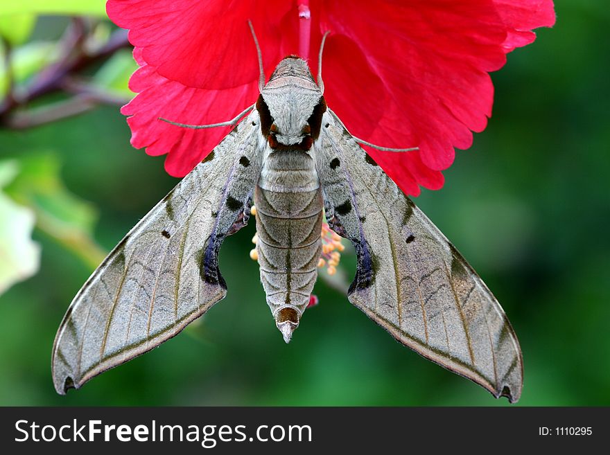 Hawk moth on a red flower, Venezuela, Henri Pittier National Park. Hawk moth on a red flower, Venezuela, Henri Pittier National Park