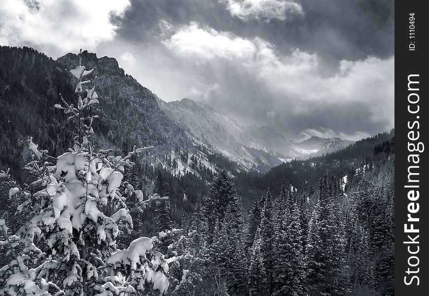 Winter in cardiff fork in big cottonwood canyon utah black and white. Winter in cardiff fork in big cottonwood canyon utah black and white