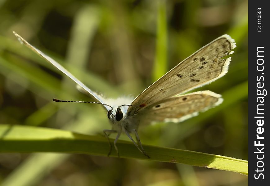 Butterfly ona a Grass