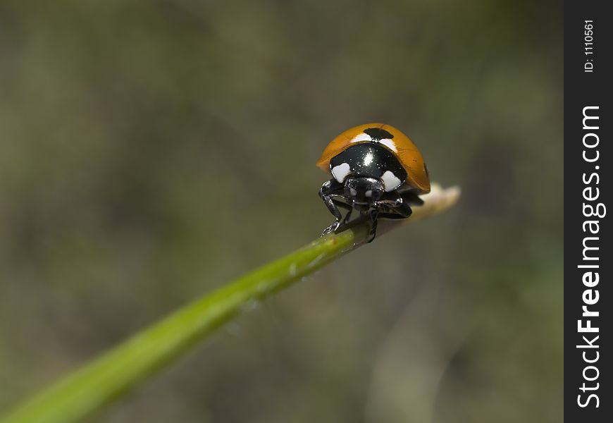 Lady Bug On A Grass Leaf