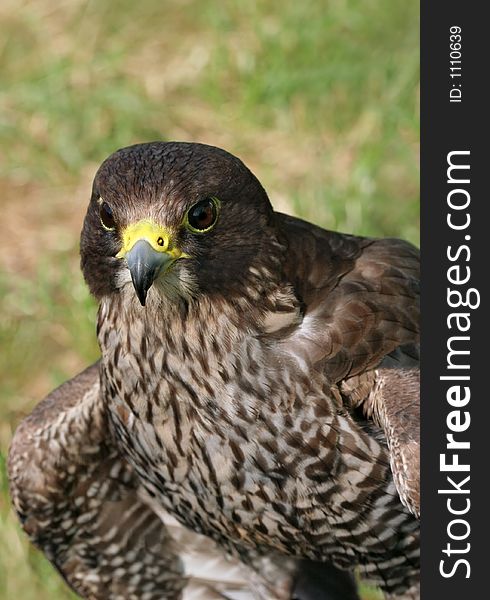 Portrait of a buzzard bird of prey.