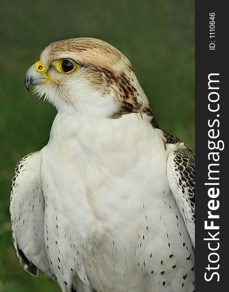 Falcon bird of prey against green background. Falcon bird of prey against green background.