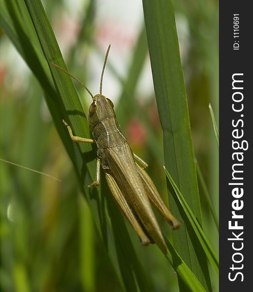 A photo of a generic grasshopper with great details. A photo of a generic grasshopper with great details.