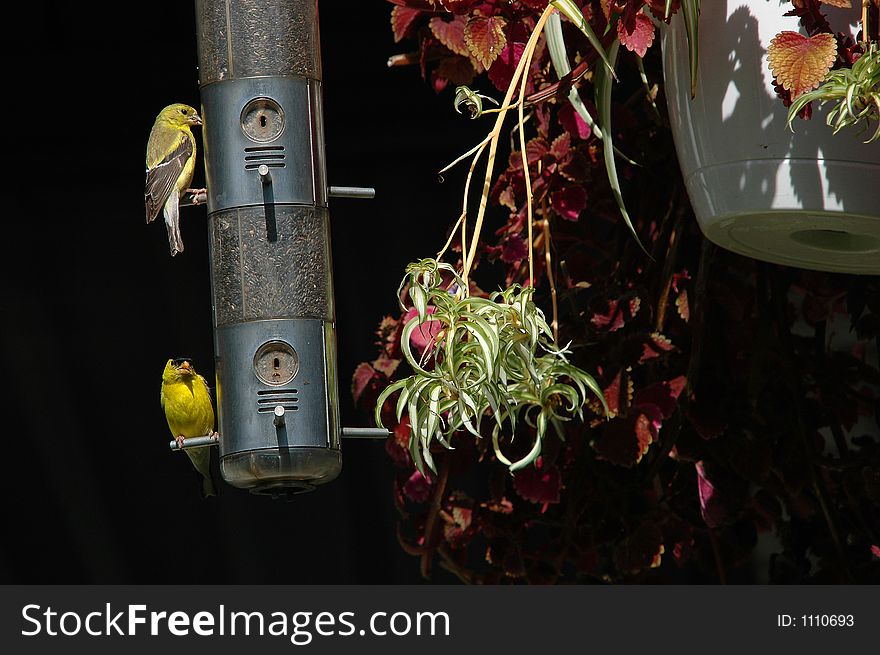 Eating Time For Goldfinches