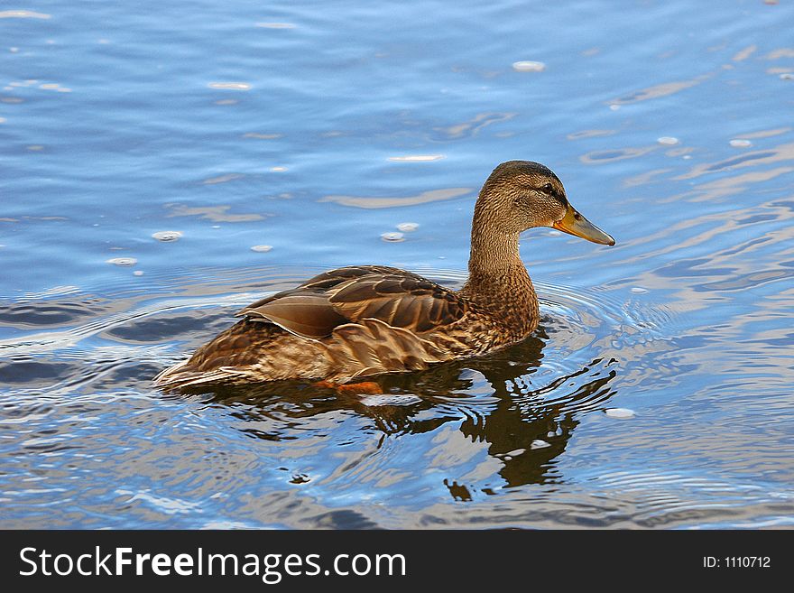 Female Duck Mallard 4