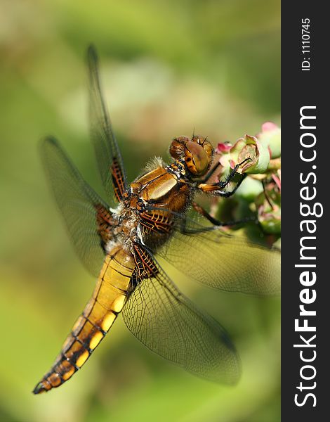 Dragonfly profile  on a flowerhead against green background. Dragonfly profile  on a flowerhead against green background.