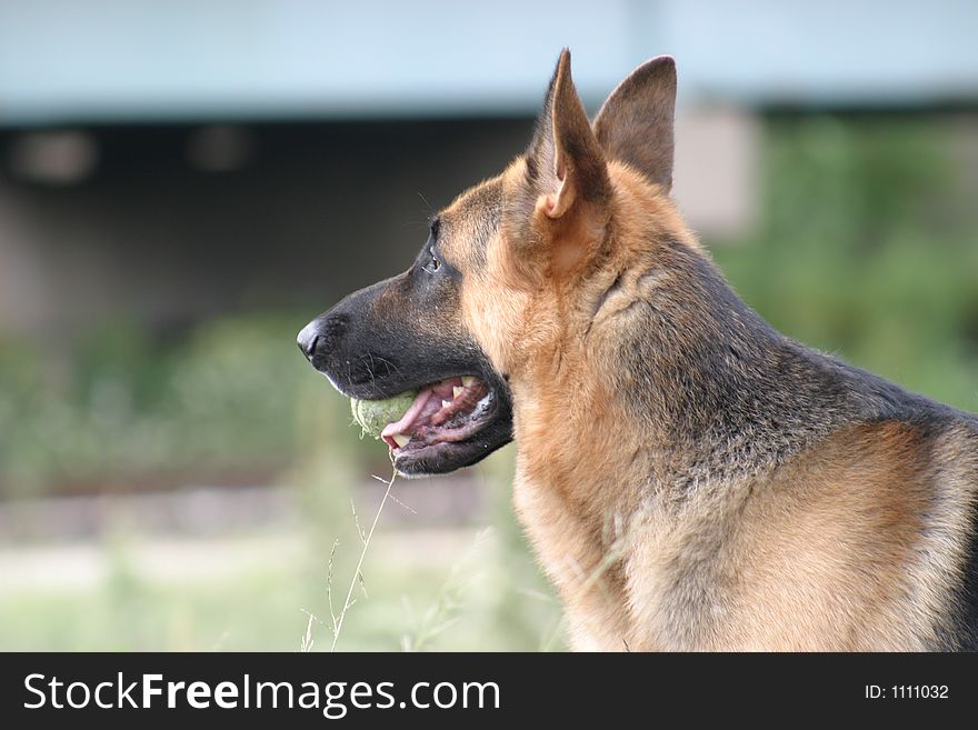 German Shepherd with Ball in Mouth