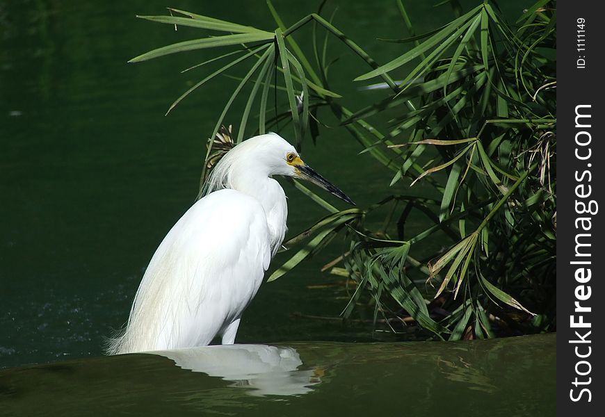 A beautiful white bird waiting for a good meal. A beautiful white bird waiting for a good meal.