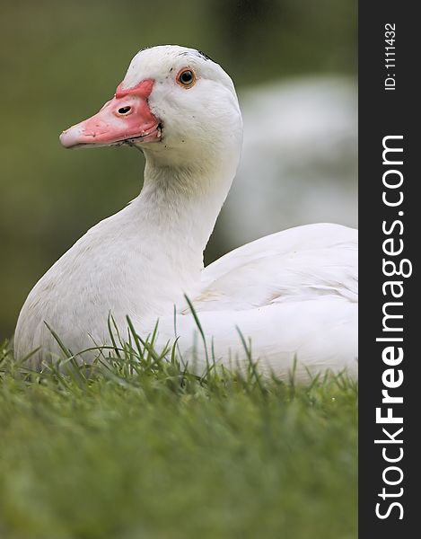 White goose with red pecker. White goose with red pecker