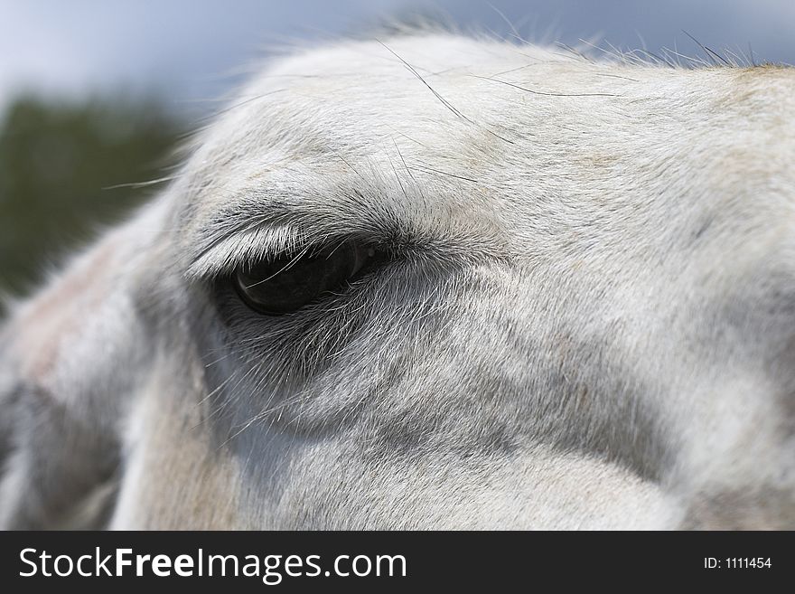 Eye of white lama (close-up). Eye of white lama (close-up)