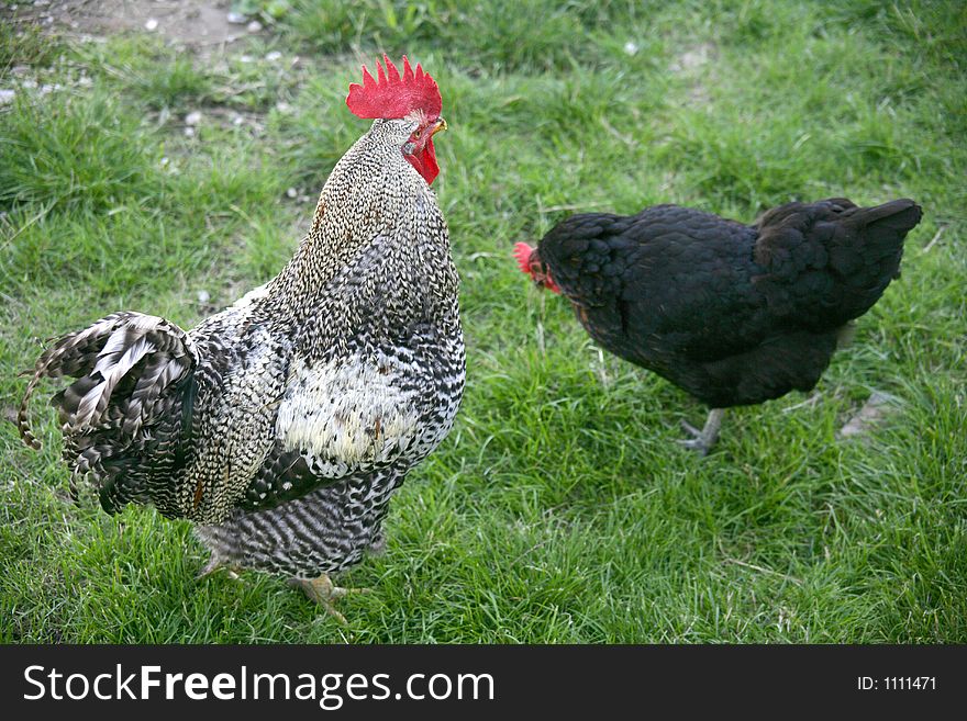 Rooster and black hen. Rooster and black hen