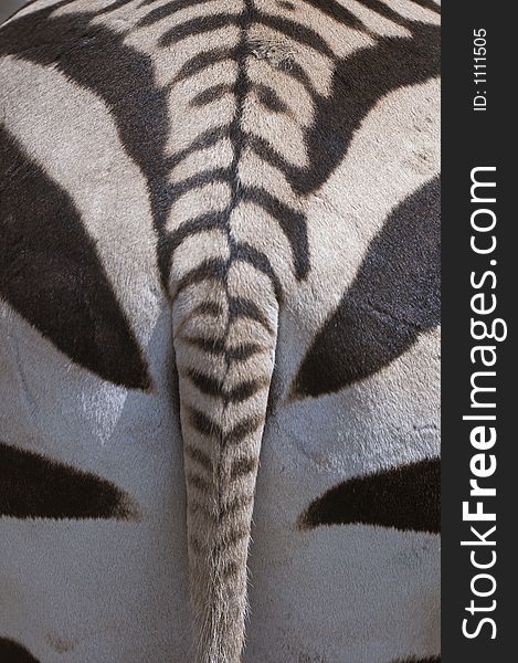 Tail of zebra. Tail of zebra