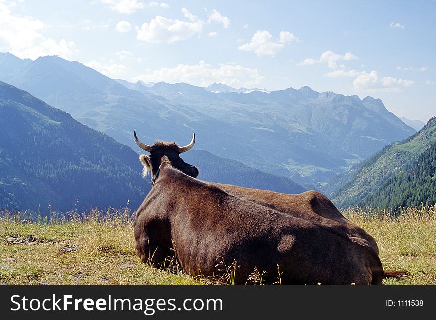 A cow contemplating the wide landscape of Alps. A cow contemplating the wide landscape of Alps