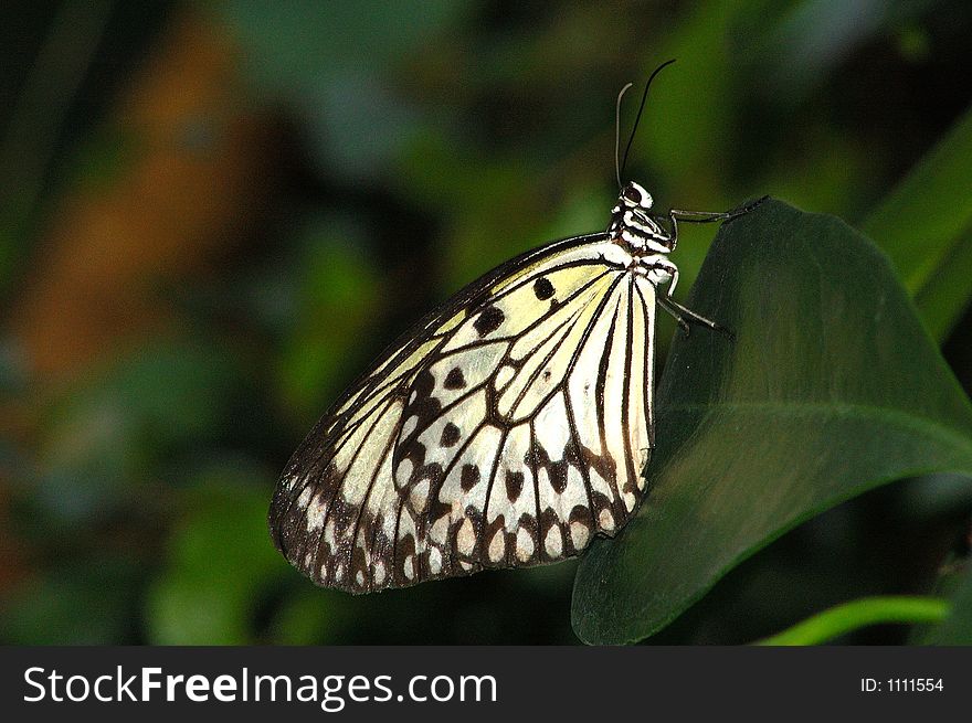 Butterfly on a Flower