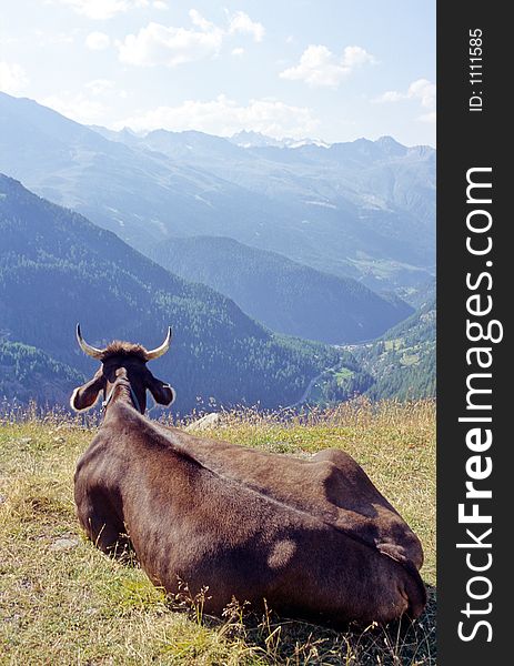Cow contemplating the wide landscape of Alps. Cow contemplating the wide landscape of Alps