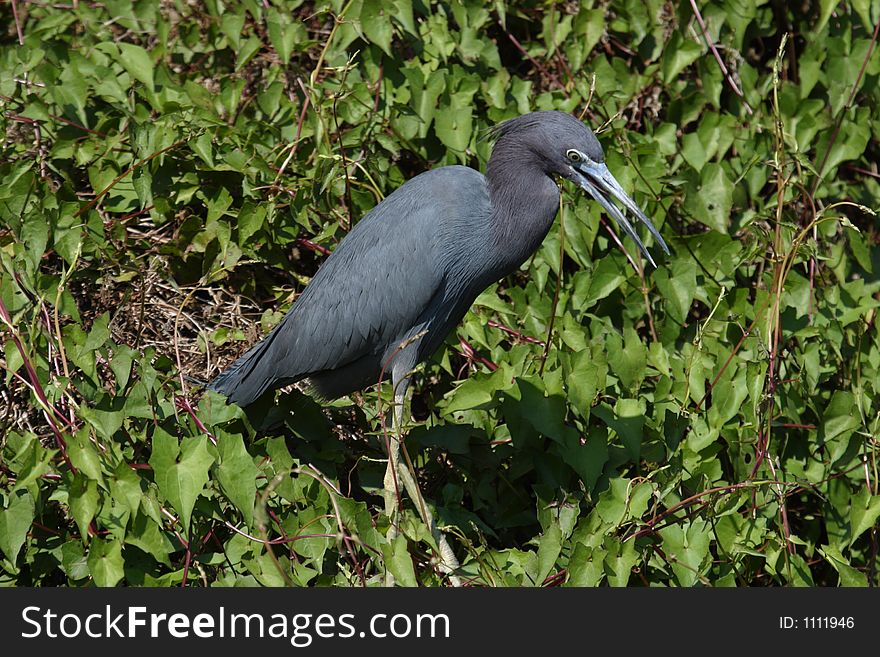 Little Blue Heron at Shark Valley - Everglades National Park