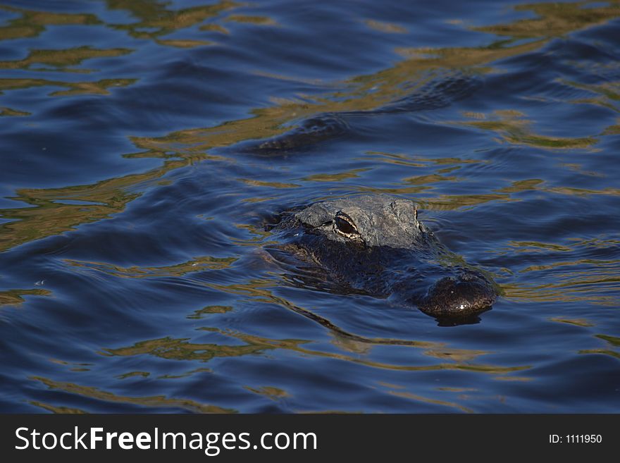 Alligator swimming in Everglades National Park near the Anhinga Trail