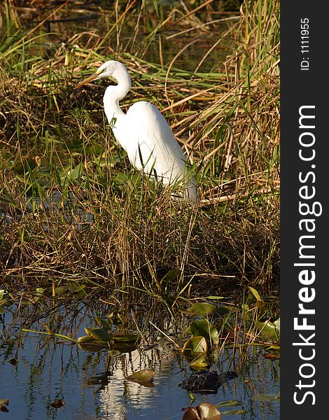 Alligator approaching a great egret in Everglades National Park. Alligator approaching a great egret in Everglades National Park