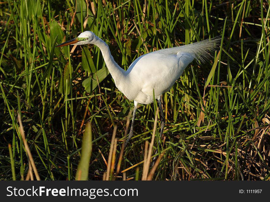 Great egret walking in the grass along the Anhinga Trail - Everglades National Park
